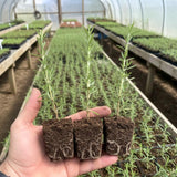 3 Rosemary Live Plants, Rosemary Plant, Live Starter Plant, 4-6 Inch Tall