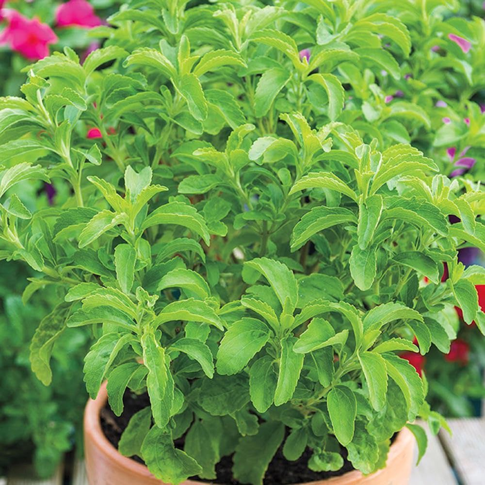 2 Stevia Live Plants, Fragrant Culinary Herb Plant, 4-6 Inch Tall