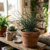 Live Corkscrew Rush Spiralis Plant, Hardy Garden Plant, 4 Inch Pot