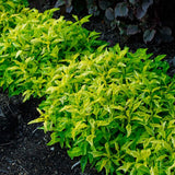 4 Bright Green Alternanthera Live Plants, 3–6 Inch Tall, Ornamental Foliage Plants for Garden Beds and Containers, No Pot