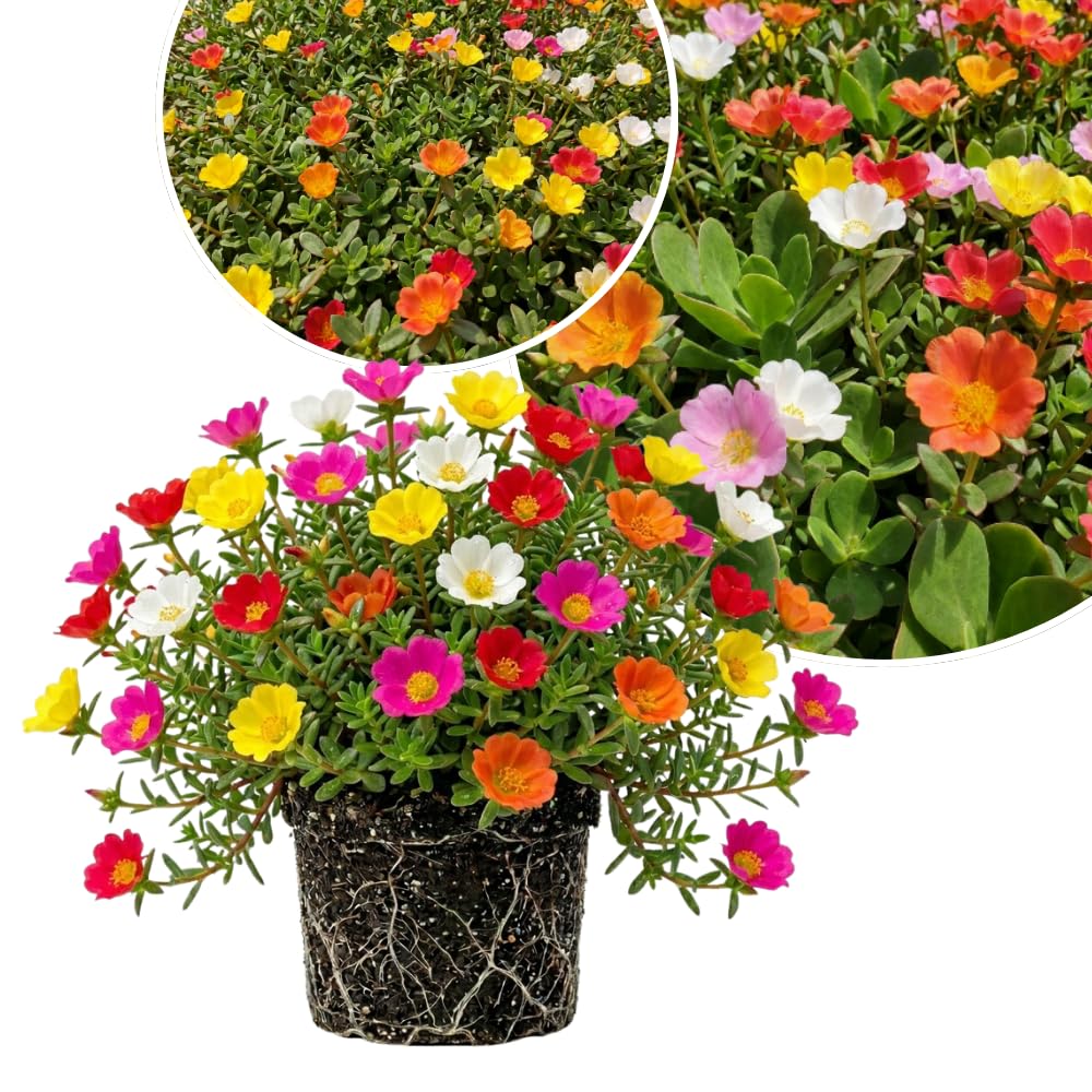 4 Assorted Portulaca Plants Live, Hardy Garden Plant, 4-7 Inch Tall