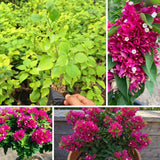 2 Deep Pink Bougainvillea Plants, Well-Rooted Bougainvillea, 4-6 Inch Tall