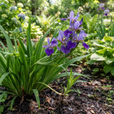 4 Purple Walking Iris Rhizomes for Planting, Heirloom Iris Plant
