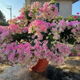 2 White Pink Bougainvillea Live Plants, Ready to Grow Plant, 5-7 Inch Tall