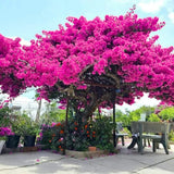 Pink Bougainvillea Plant Live, Tropical Vine, 6-8 Inch Tall, 4 Inch Pot