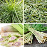 Set 5 Lemongrass Live Plants, 4-7" Tall
