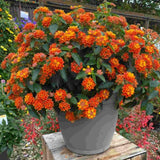 Set 2 Bright Orange Lantana Live Plant 4-6 Inches Tall