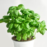 Sweet Basil Plant Live, Kitchen Garden Herb, 4 Inch Pot