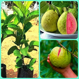 Pink Guava Tree Live Plant, Live Fruit Tree, 7-9 Inch Tall