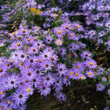 Lilac Blue Aster Live Plant 3-5" Tall, Vibrant Lilac Blue Aster Plant