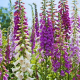 2 Purple Foxglove Flower Live Plants, Flower Plant, 3 Inch Pot