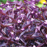 2 Purple Live Wandering Jew Plants, Tropical Houseplant, 4-8 Inch Tall