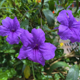 6 Purple Petunia Live Plants, Patio Container Plant, 5-7 Inch Tall