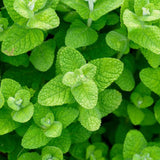 2 Apple Mint Live Plants, 4-5 Inch Tall