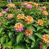 2 Pink Yellow Lantana Live Plants, Home Garden Plant, 4-7 Inch Tall