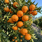 Orange Satsuma Tree Live, Mandarin Tree, 1-2 Ft Tall, 1 Gallon Pot