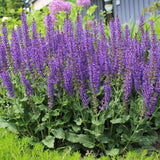 4 Purple Salvia Sage Bushes Live Plants, Bloom Plant, 4-6 Inch Tall