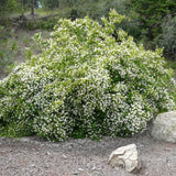 Mock Orange Tree Shrub Plant, 6-10" Potted, Fragrant