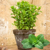 6 Spearmint Herb Live Plants, Herb Plant, 3-6 Inch Tall