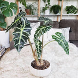 Green Alocasia Live Plant, Outdoor Garden Plant, 2-4 Inch Tall