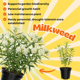 2 White Milkweed Plants Live, Hardy Garden Plant, 4-6 Inch Tall