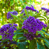 3 Purple Blue Heliotrope Plants, Heliotrope Starter Plant, 3-5 Inch Tall
