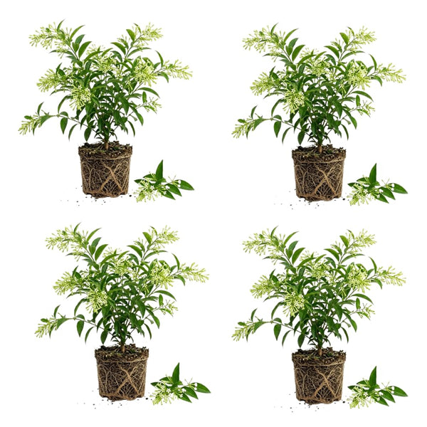 4 Night Blooming Jasmine Plants Live, 4-7 Inch Tall, Jasmine Plant Live