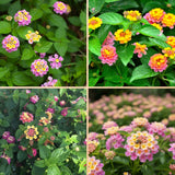 2 Confetti Lantana Live Plants, Lantana Flower Plant, 4-7 Inch Tall
