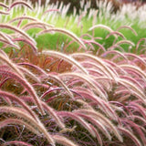 3 Red Fountain Grass Live Plants, 4–6 Inch Tall, No Pot, Ornamental Grass for Garden Borders and Outdoor Growing