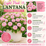 2 Light Pink Lantana Plants Live, Hardy Flowering Perennial, 4-6" Tall