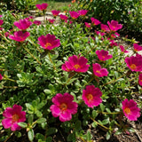 2 Deep Pink Live Portulaca Plants, Patio Container Plant, 4-7 Inch Tall