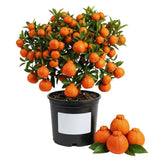 Orange Mandarin Tree Live Plant, Live Starter Plant, 1 Gallon Pot