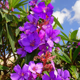 Purple Tibouchina Princess Plant Live, Flower Shrub Plant, 3-5 Inch Tall