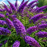 Black Butterfly Bush Plant Live, Fragrant Buddleia for Planting, 5-9" Tall