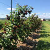 2 Cold Hardy Black Berry Plants, Blackberries Bush, 4-6 Inch Tall