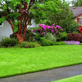 20000 Emerald Zoysia Grass Garden Seeds, Indoor Outdoor Plant