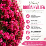 2 Pink Bougainvillea Live Plants, Tropical Flower Plant, 4-6 Inch Tall