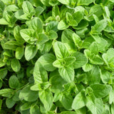 Set 6 Greek Oregano Live Plant 3-5" Tall
