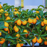 Orange Kumquat Tree Plant Live, Live Starter Plant, 2-3 Ft Tall