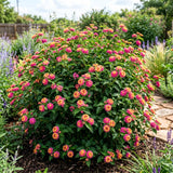 2 Pink Lantana Plants Live, Hardy Flowering Perennial, 4-6" Tall