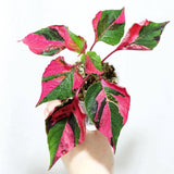 2 Pink Green Alternanthera Plants Live, Starter Plant, 4-6 Inch Tall