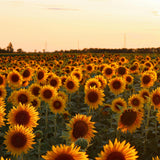 3 Yellow Sunflower Live Plants Seedling, 3-5 Inch Tall in Pot