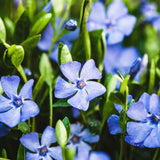 Blue Live Vinca Periwinkle Plant, Hardy Flower Plant, 4 Inch Pot