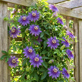 2 Purple Passion Flower Live Plants, Home Garden Plant, 4-7 Inch Tall