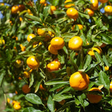 Live Satsuma Mandarin Citrus Tree, Orange Fruit, 1-2 Ft Tall, Gallon Pot