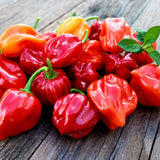 Red Jamaican Yellow Pepper Plants Live, 4-7 Inch Tall, 4 Inch Pot