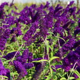 Deep Blue Purple Buddleia Plant Live, Fragrant Butterfly Bush, 5-8" Tall
