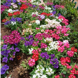 4 Mix Verbena Plants Live 4-7 Inch Tall