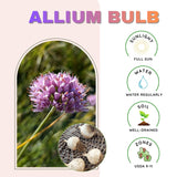 3 Purple Allium Bulbs for Planting, Starter Plant