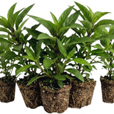 6 White Petunia Plants Live, Patio Container Plant, 5-7 Inch Tall